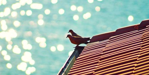 Low angle view of bird perching on illuminated light