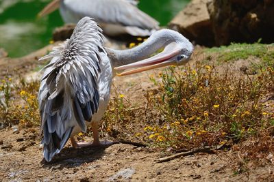 Pelican on field during sunny day