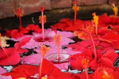 Close-up of hibiscuses floating on water