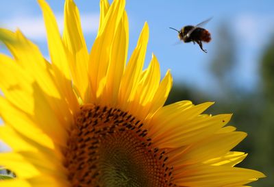 Close-up of sunflower