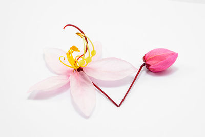Close-up of pink rose against white background