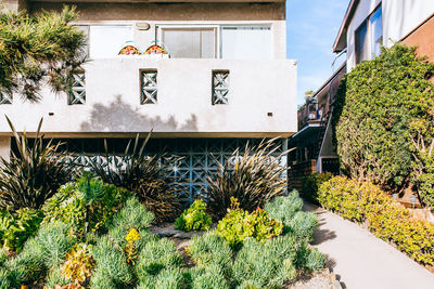 Plants growing on house