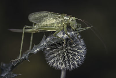 Close-up of insect on flower