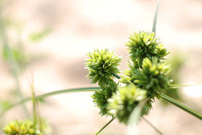 Close-up of flower buds