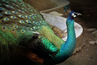 Close-up of peacock in zoo