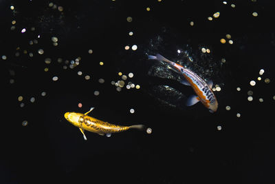 Close-up of fish swimming in sea