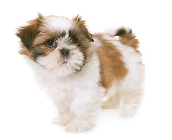 Portrait of a dog over white background