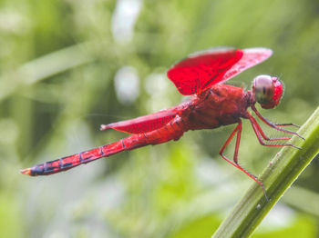 Close-up of insect on plant