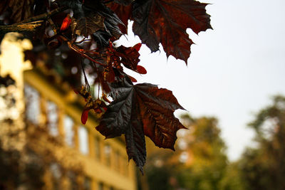 Close-up of maple leaves