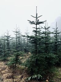 Pine trees in forest against sky during winter