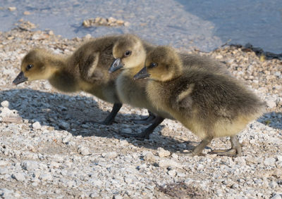 High angle view of birds on beach