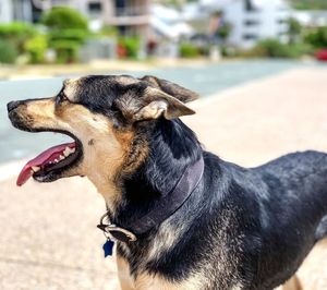 Close-up of a dog looking away