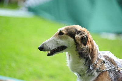 Close-up of dog looking away