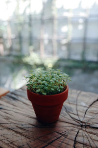 Close-up of plant on table