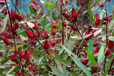 Close-up of red flowers