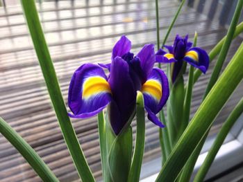 Close-up of purple flowers