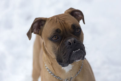 Close-up portrait of dog looking away