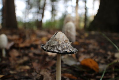 Close-up of mushroom growing on field