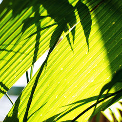 Close-up of palm tree leaves