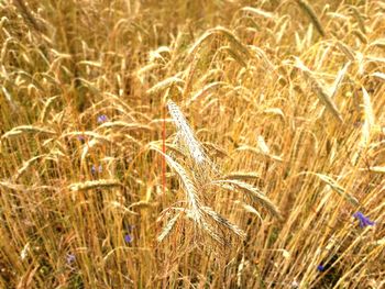 Close-up of wheat growing on field