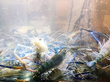 Close-up of fish swimming in water