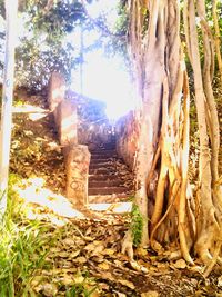 Close-up of tree trunk
