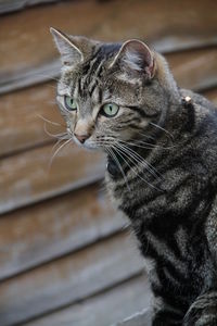 Close-up of a cat looking away