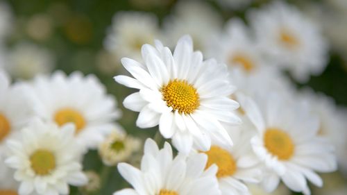 Close-up of white flowers blooming outdoors