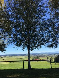 Trees on field against sky