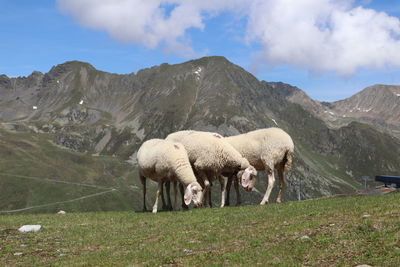 Sheep grazing in a field