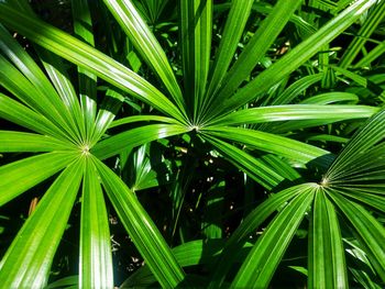 Low angle view of palm tree