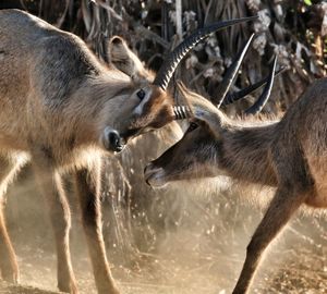 Antelopes fighting on field