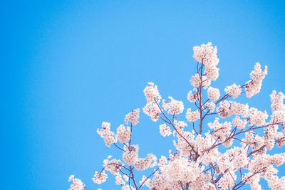 Low angle view of cherry blossom against blue sky