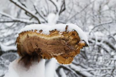 Close-up of frozen tree trunk during winter