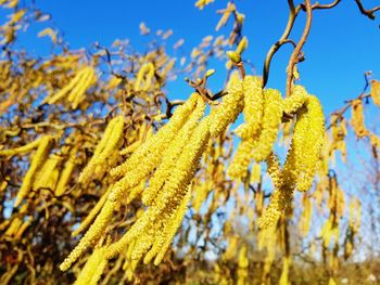 Low angle view of yellow flowering plant against sky