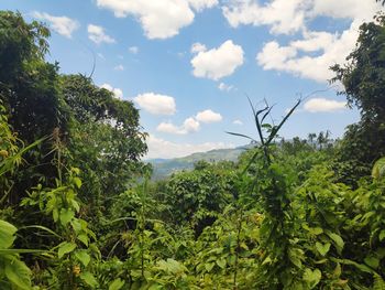 Trees and plants growing on land against sky