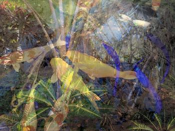 Close-up of fish underwater