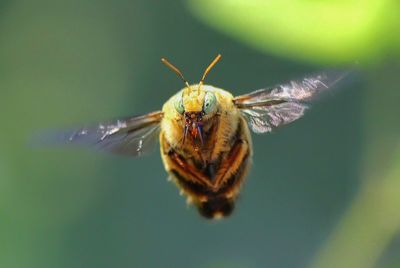 Close-up of insect on the air