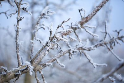 Close-up of frozen plant during winter