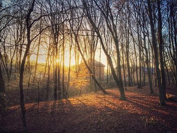 Sun shining through trees