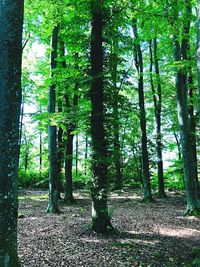 Trees growing in forest