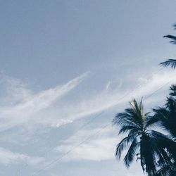 Low angle view of palm trees against sky