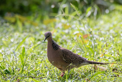 Close-up of a bird perching on a field