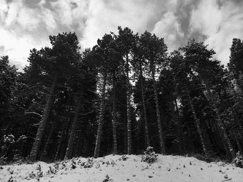 Low angle view of trees in forest during winter