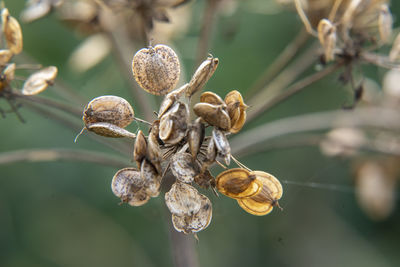 Close-up of dried plant against blurred background