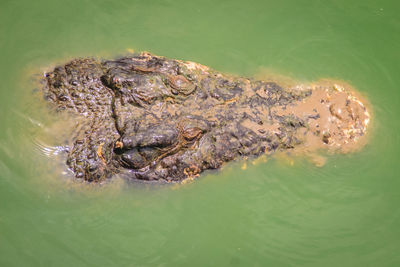 High angle view of turtle in sea