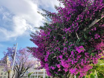 Low angle view of pink flowers blooming on tree