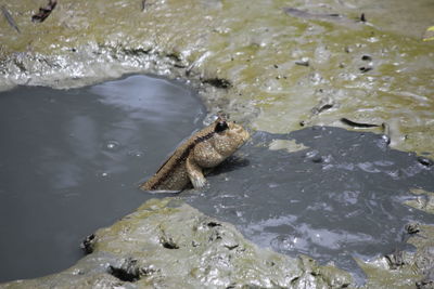 High angle view of turtle in lake