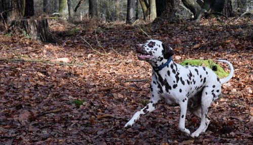 Portrait of dog on field in forest