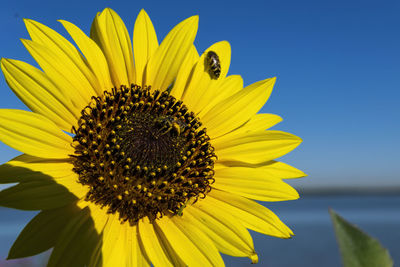 Sunflower with a beetle on one of its bright yellow petals